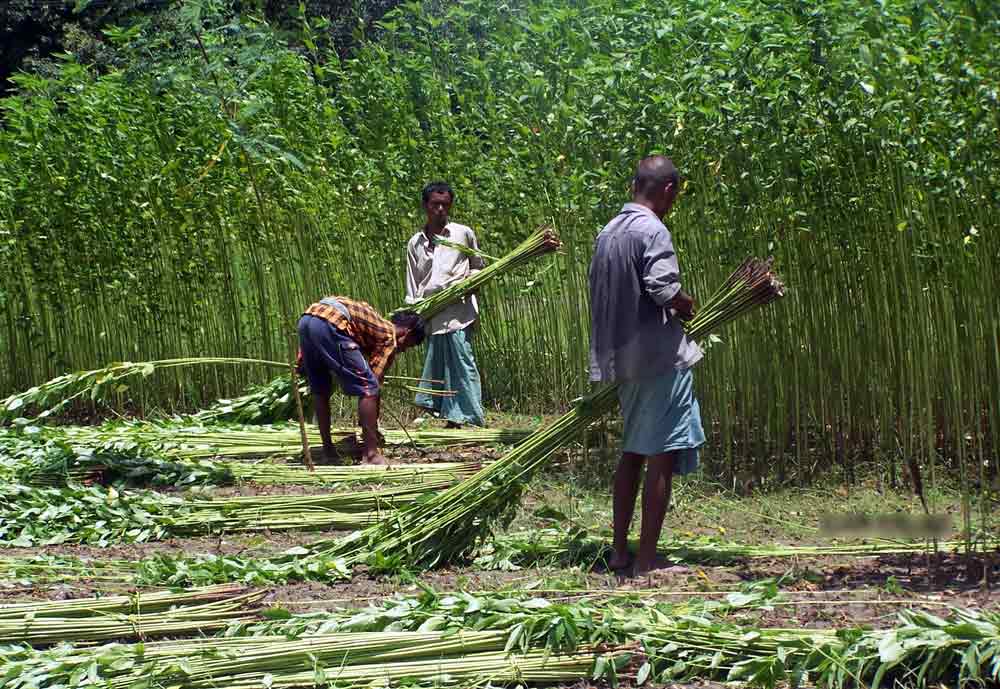 Jute Cultivation Area Rises Vashisht Jute Agencies Private Limited