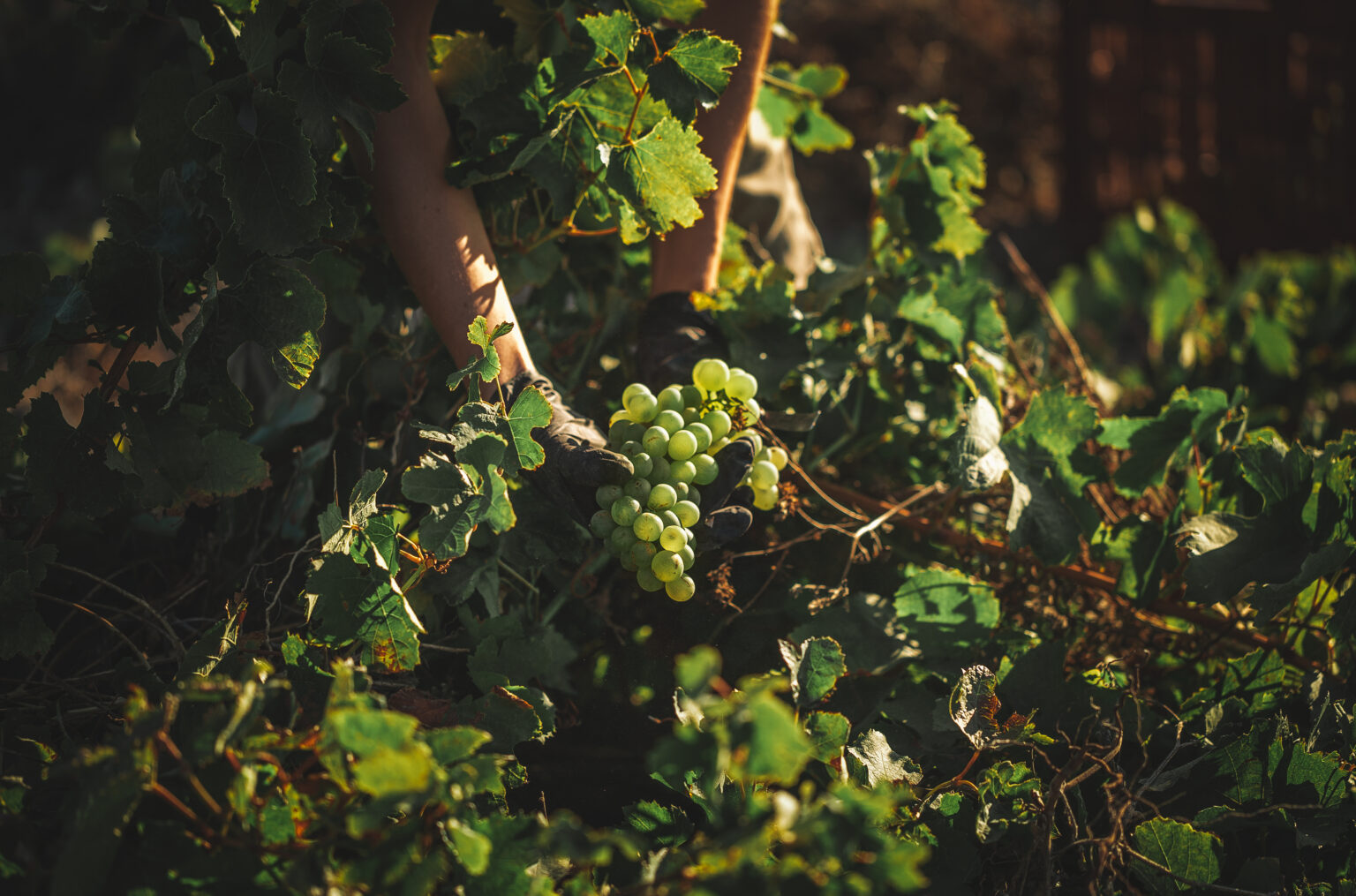 EMPLOYMENT VASSALTIS VINEYARDS