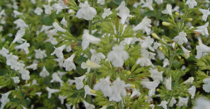 Calamintha nepeta 'White Cloud' op vasteplant.be