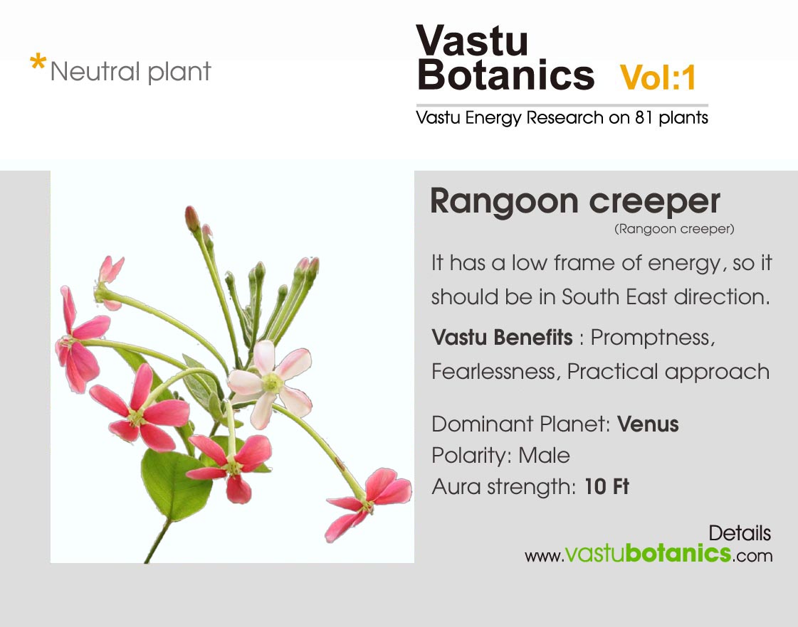 Rangoon Creeper Vastu Botanics