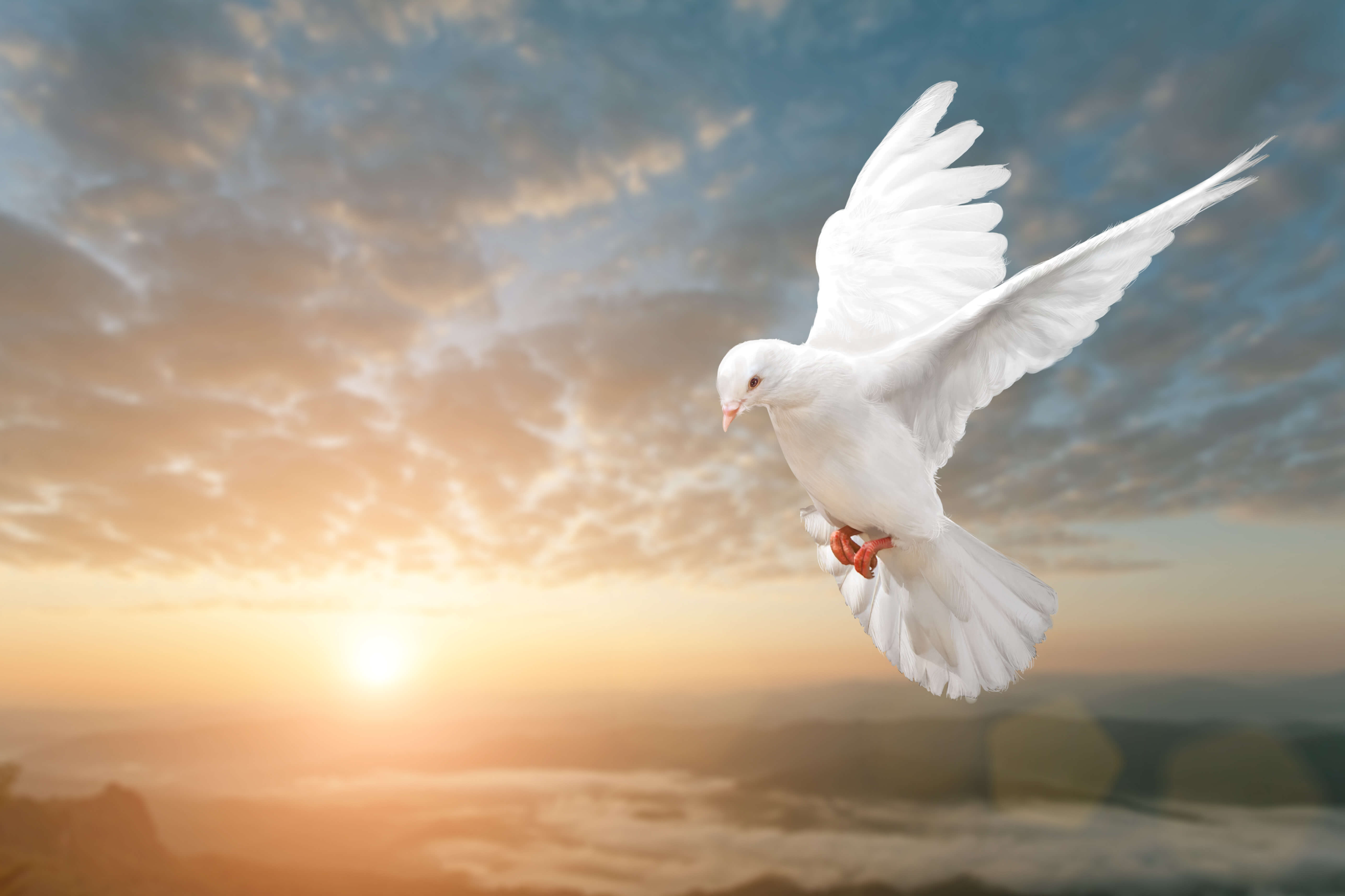 White Dove on Beautiful sunset view Virginia United Methodist Foundation