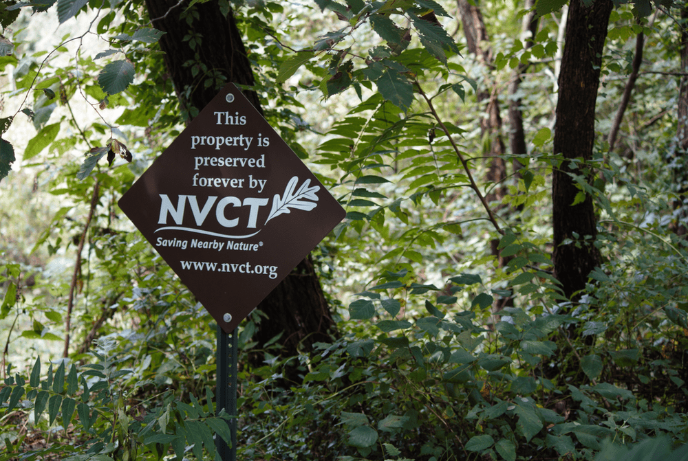 NVCT & Partners Remove Harmful Invasive Plants from Little Hunting