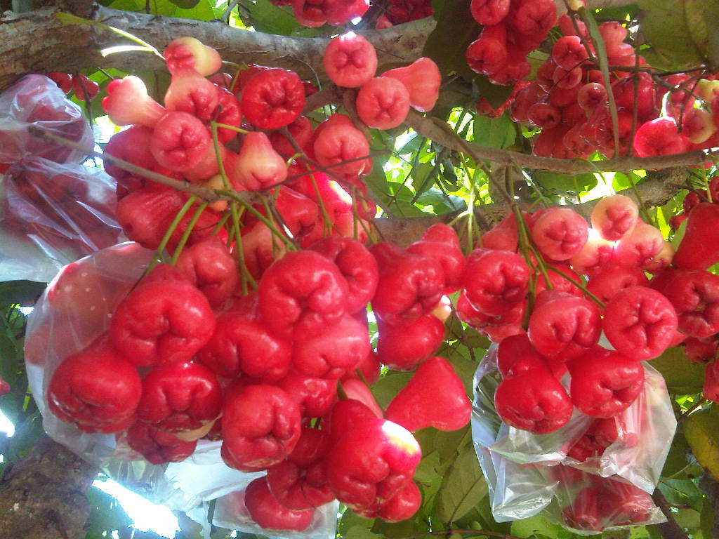 Tips Manjur Agar Tanaman Jambu Air Cepat Berbuah Lebat Petani TOP