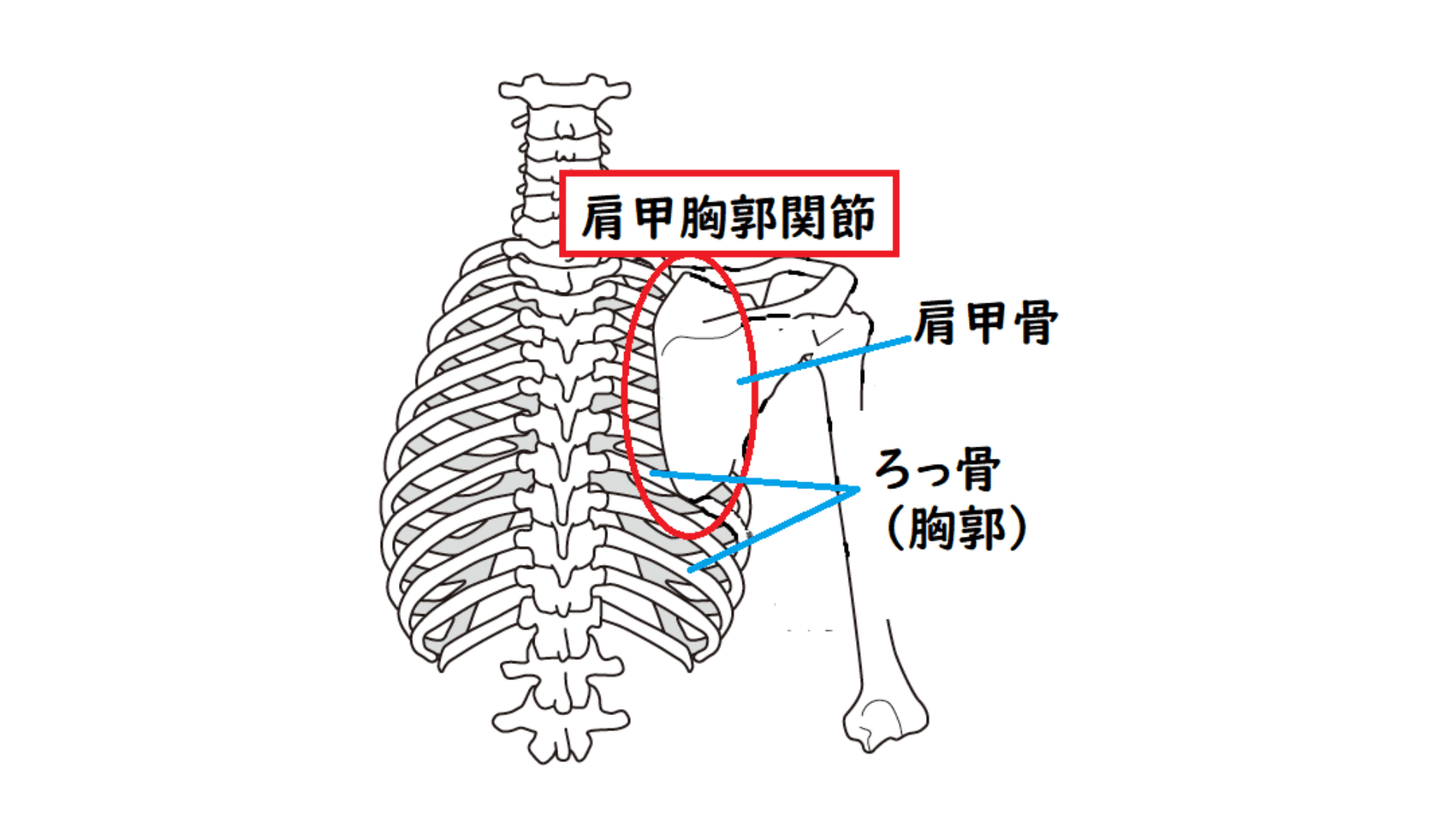 【入門】バレーボール選手に必要な関節のキソ知識【肩関節編】 ハイキューからだラボ