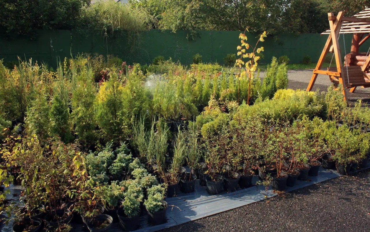 Брестский лесхоз