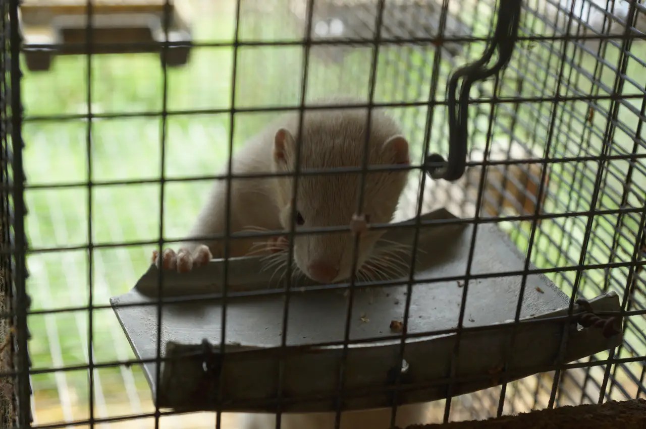 Шубы остромечево