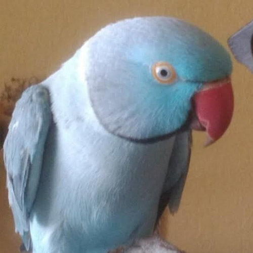 Clinton, AR 72031 Veterinarians Van Buren County Veterinary Clinic