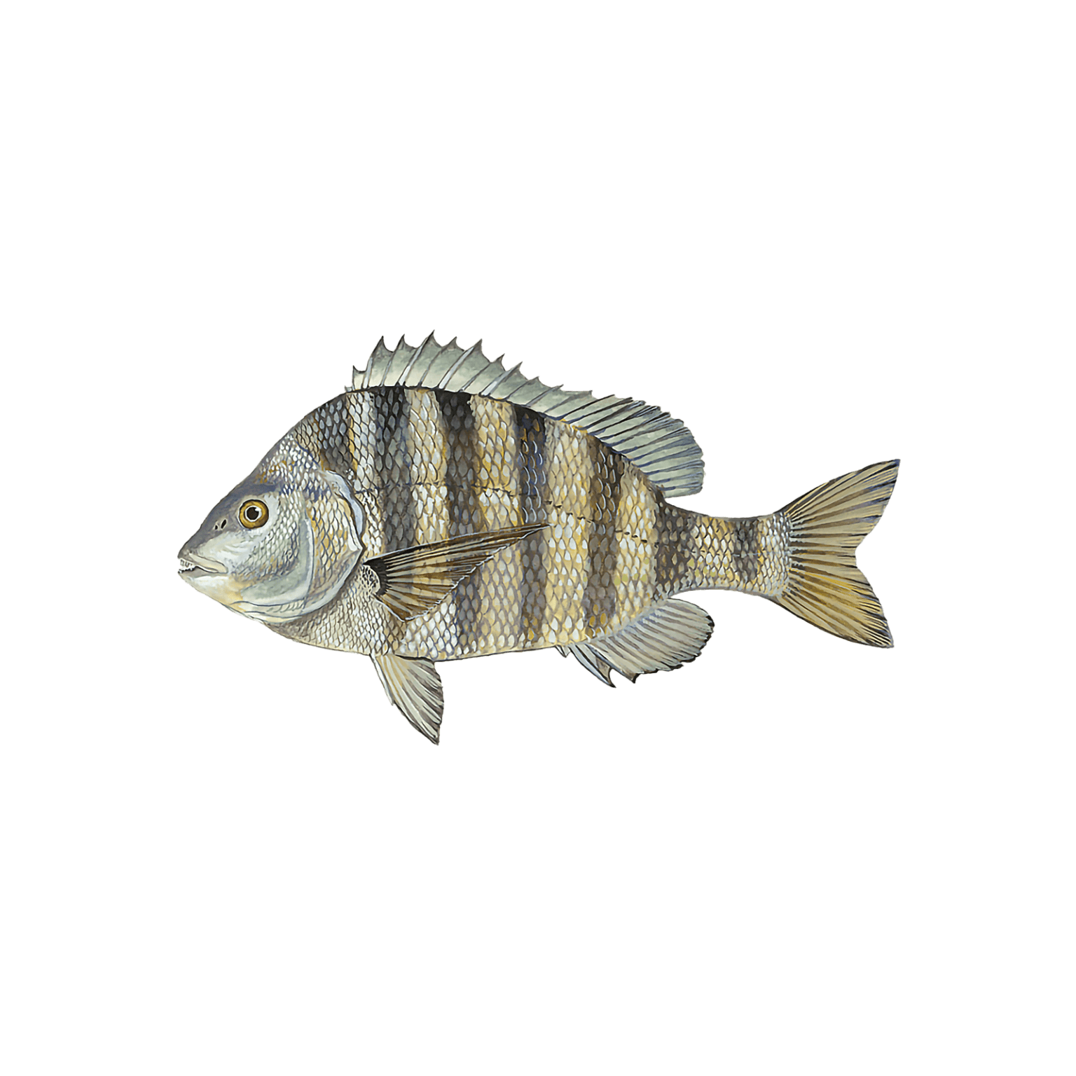 Sheepshead Virginia Beach Seafood