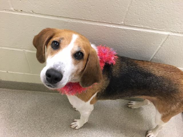 Adoptable Dogs Virginia Beach SPCA
