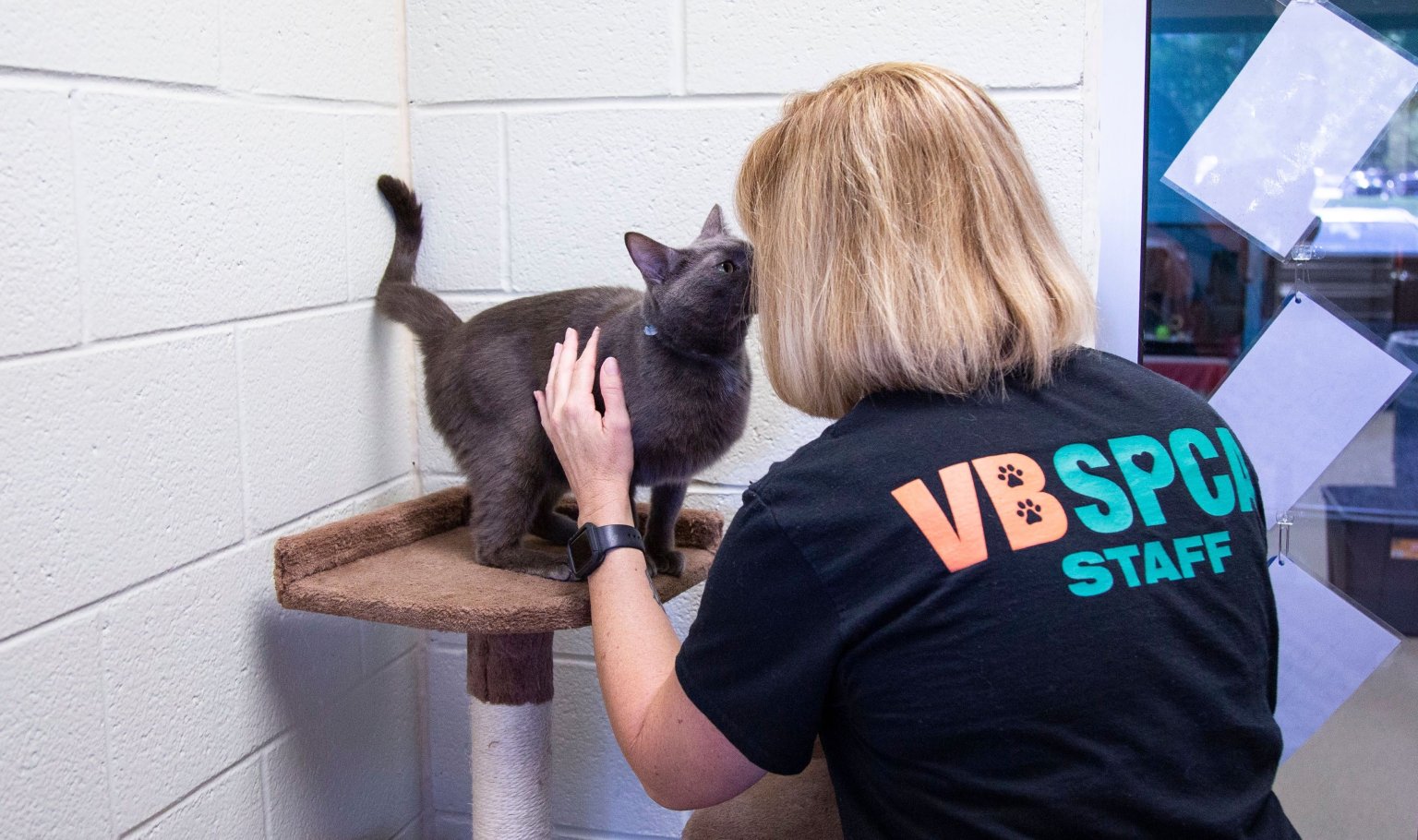 Employment Virginia Beach SPCA