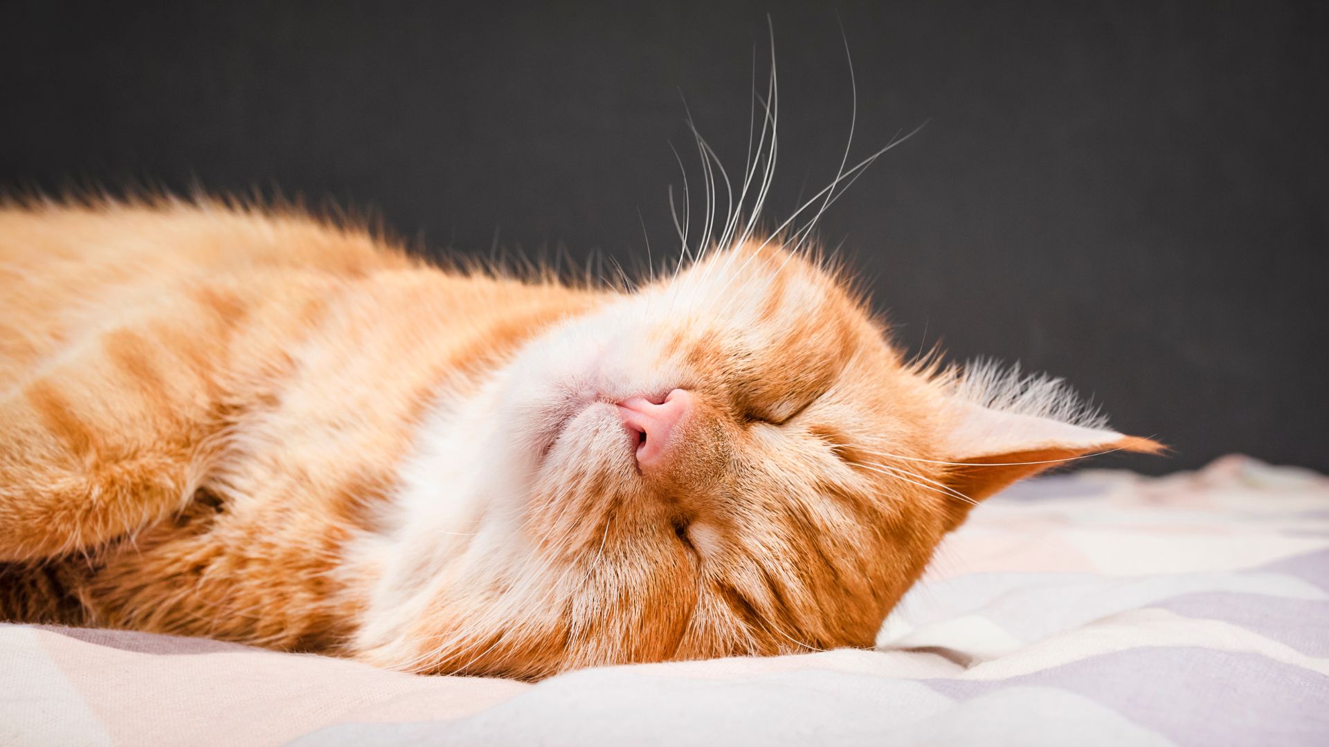 Pet Wellness In Virginia Beach, VA 23455 Virginia Beach Veterinary