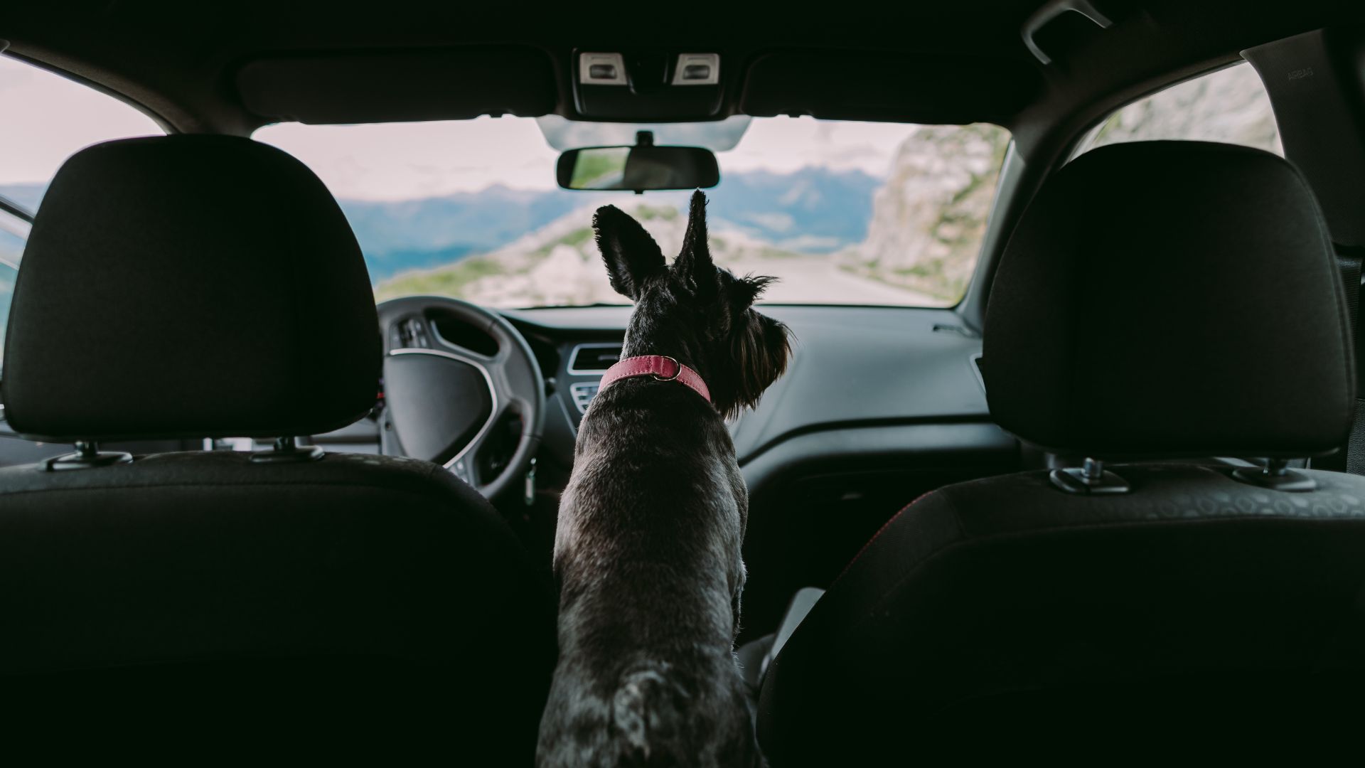 Pet International Travel In Virginia Beach, VA 23455 Virginia Beach