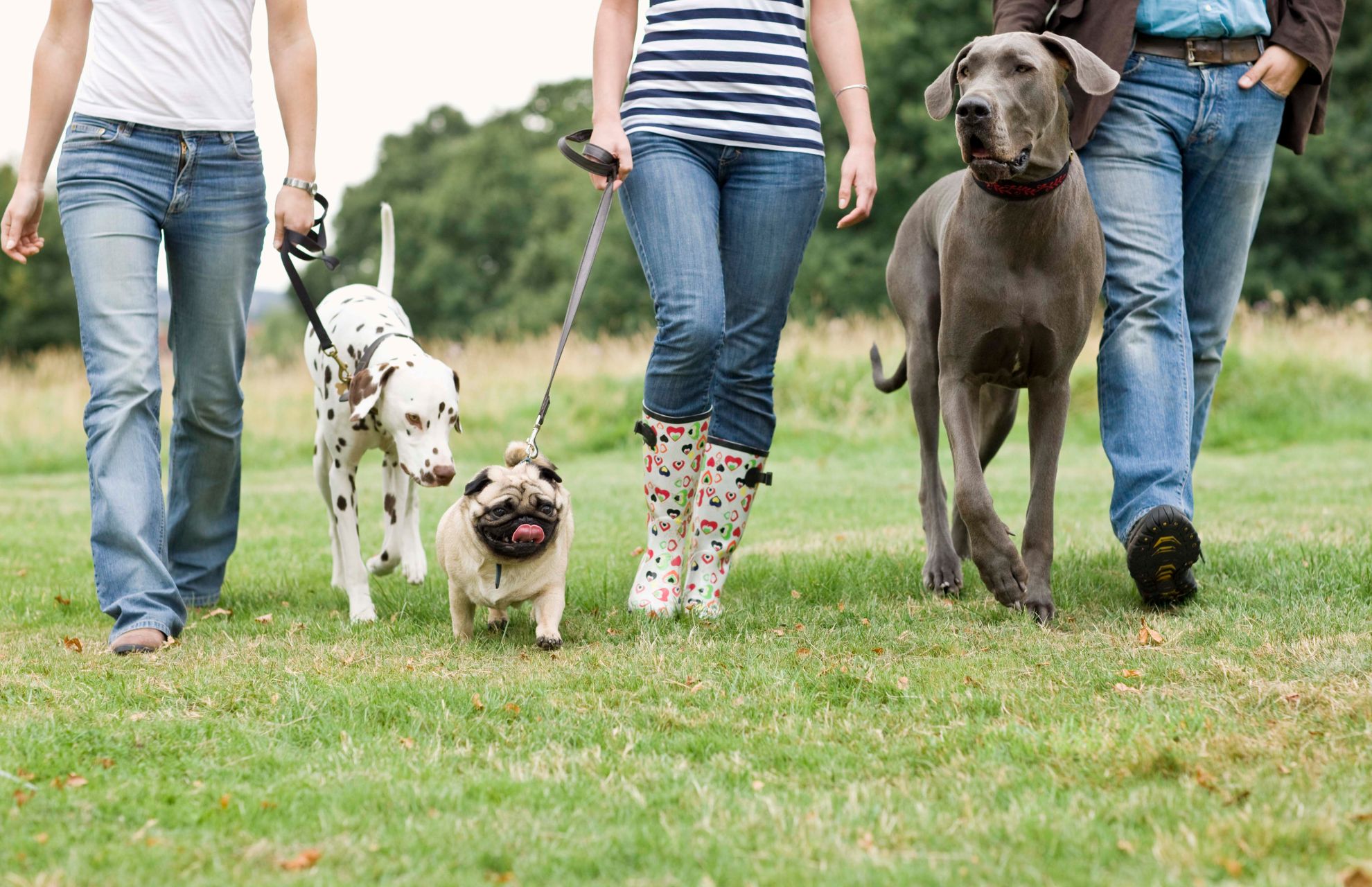 Veterinarian In Virginia Beach, VA Virginia Beach Veterinary Hospital