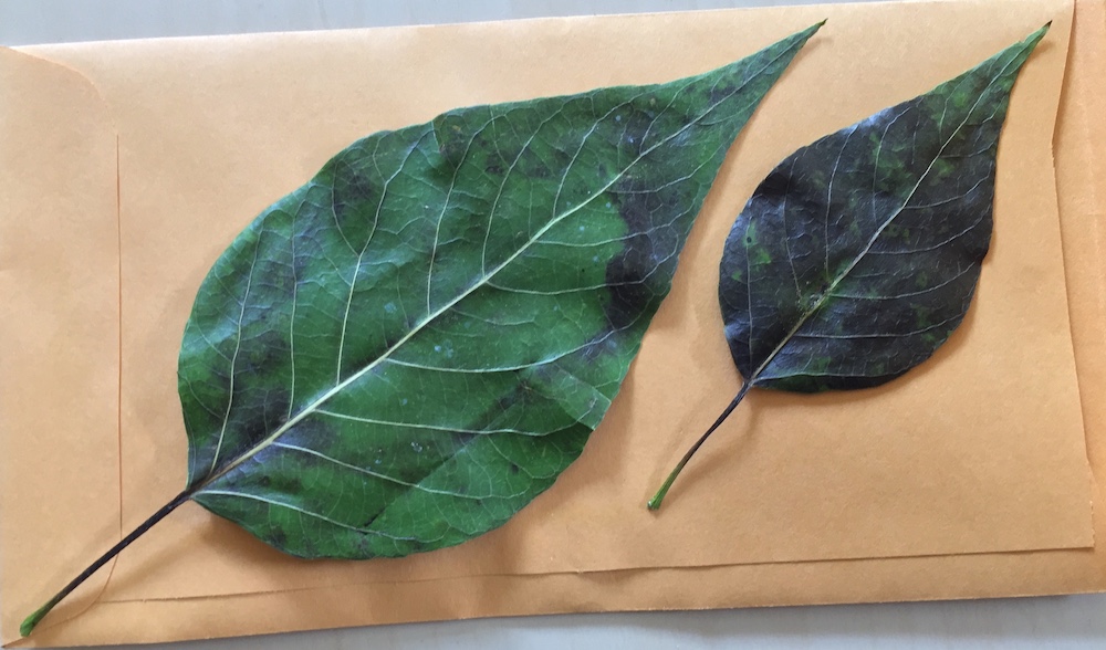 Thoughts on Preserving Leaf Samples for DNA Isolation
