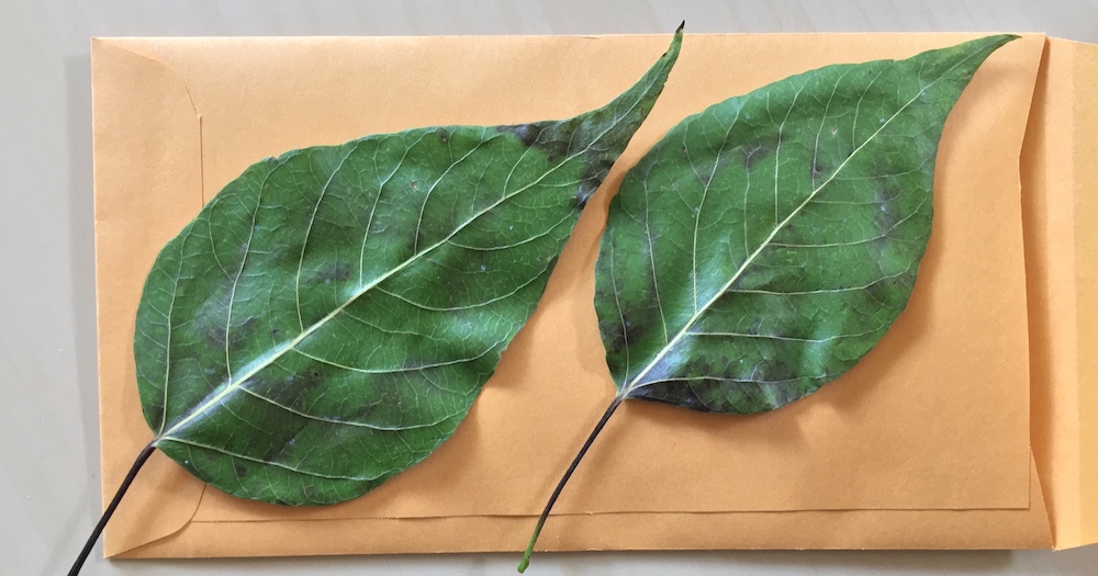 Thoughts on Preserving Leaf Samples for DNA Isolation