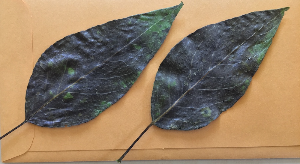 Thoughts on Preserving Leaf Samples for DNA Isolation