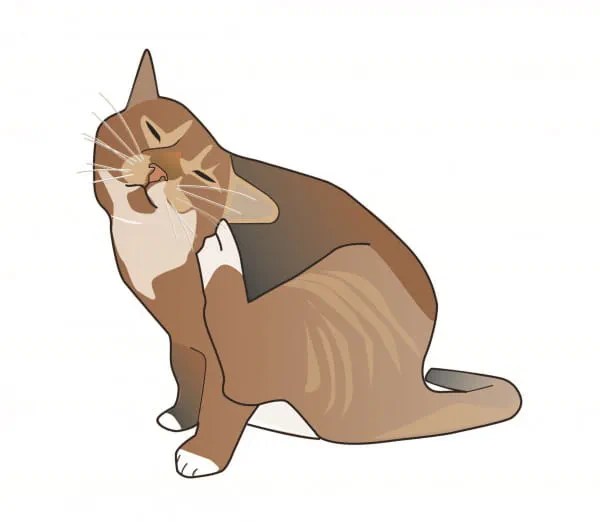 Allergy-Flea-Allergy-In-Cats | Vca Animal Hospital
