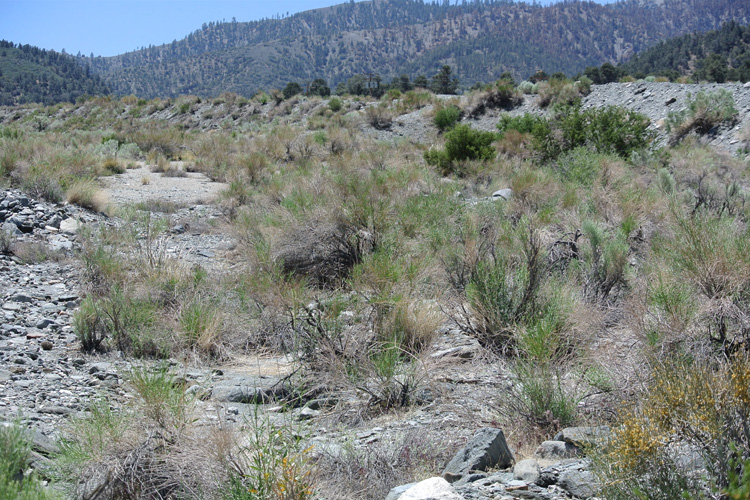 Desert mosses use quartz rocks as sun shades Research UC Berkeley