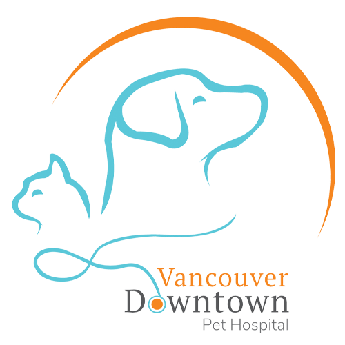 Veterinary Clinic Vancouver, Canada Pet Hospital in Yaletown