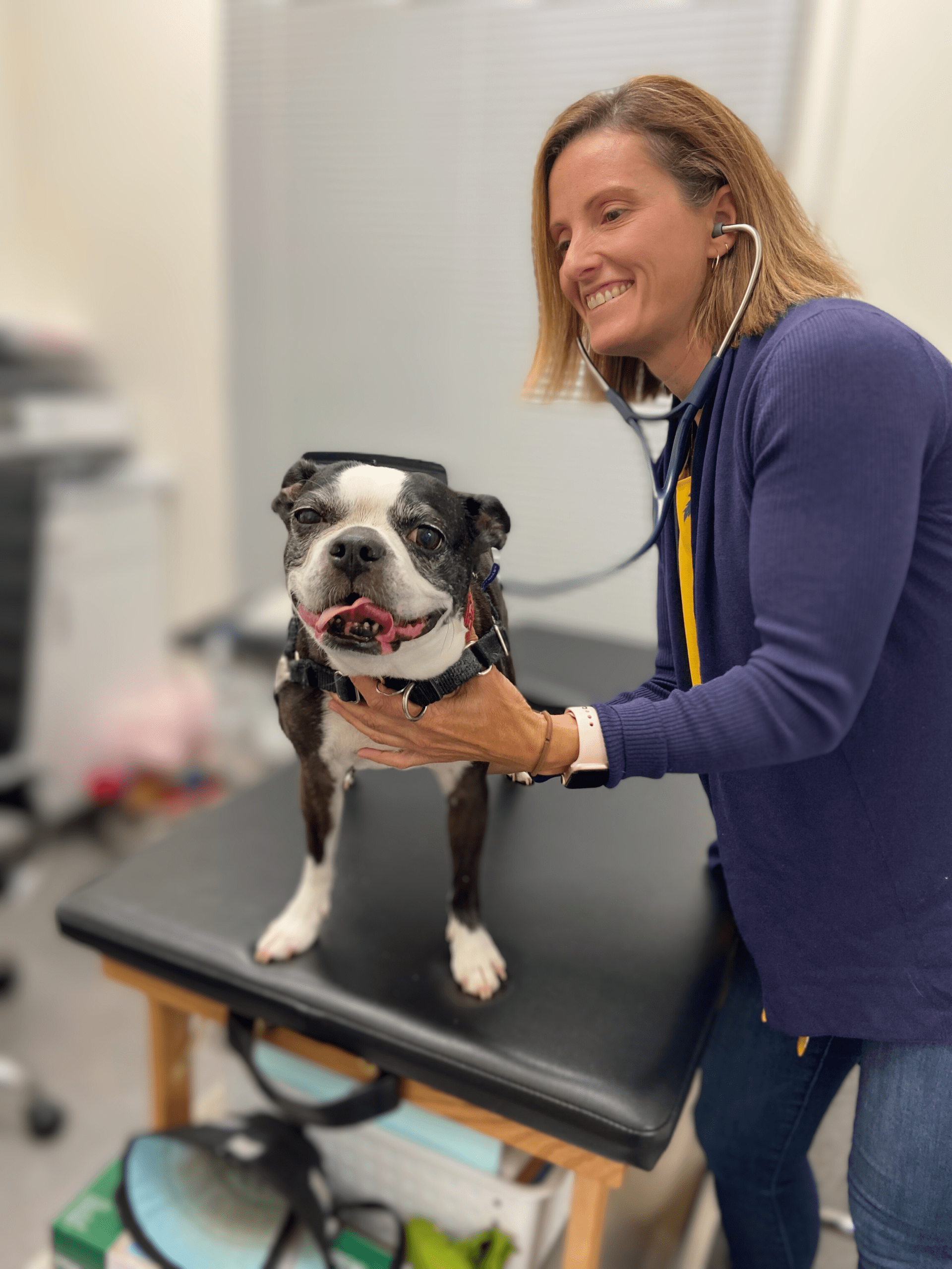 Cardiology Veterinary Dentistry Specialists Veterinary Cardiac Care