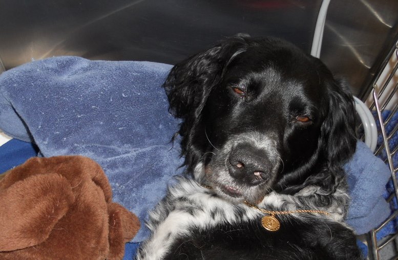 Is Dog Flu Contagious To Humans