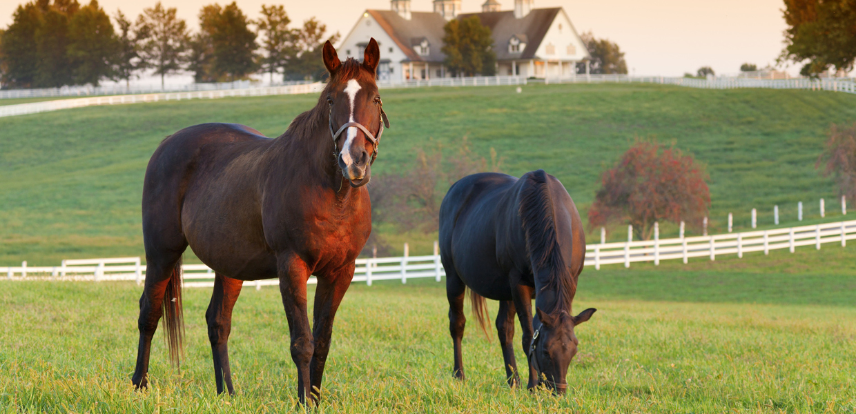 Vecchione Veterinary Equine Mobile Services Mobile Equine Vet
