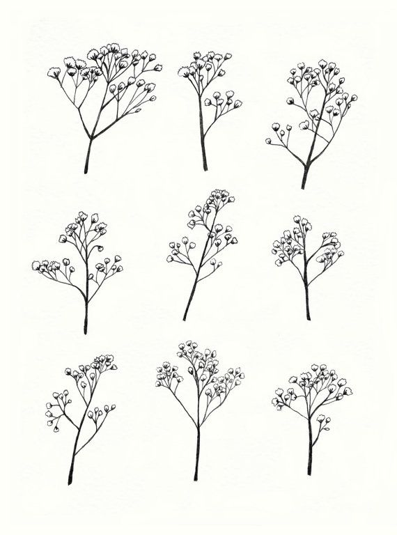 Babys Breath Vector at Collection of Babys Breath