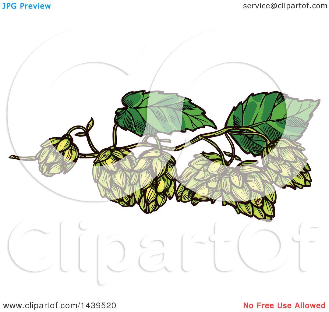 Beer Hops Vector at Collection of Beer Hops Vector free for personal use