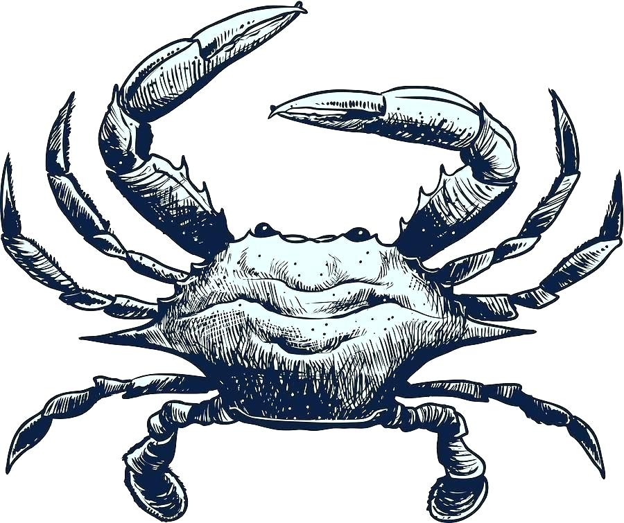 Blue Crab Vector at Collection of Blue Crab Vector