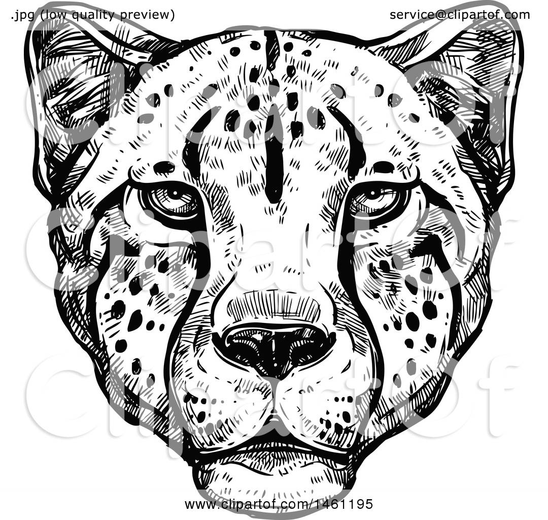Cheetah Face Vector at Collection of Cheetah Face Vector free for personal use