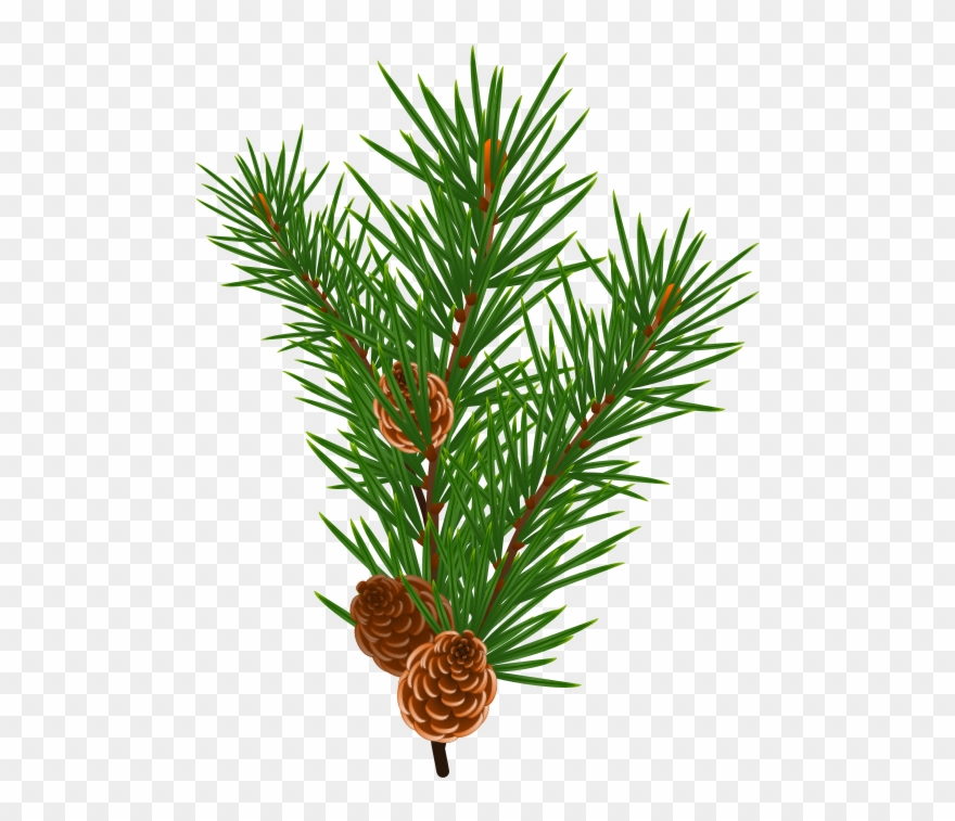 Christmas Tree Branch Vector at Collection of