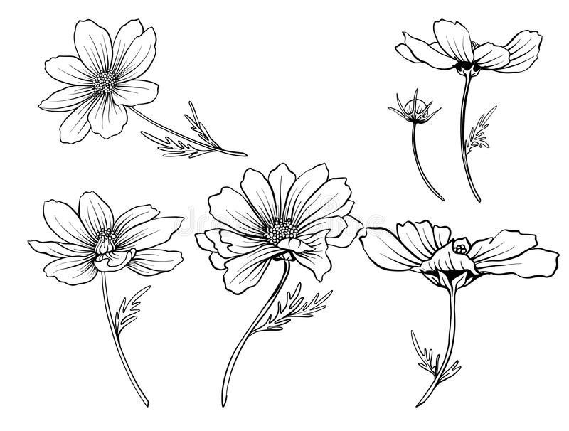 Cosmos Flower Vector at Collection of Cosmos Flower Vector free for personal use