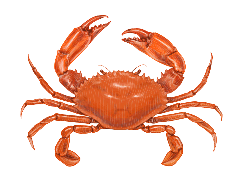 Crab Vector at Collection of Crab Vector free for