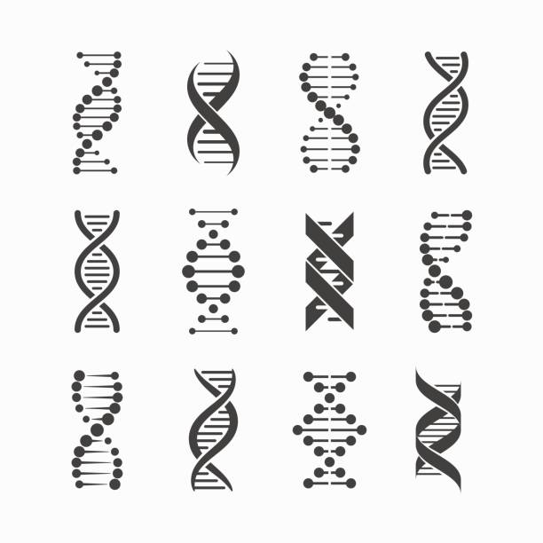 Dna Vector Illustrator at Collection of Dna Vector Illustrator free for