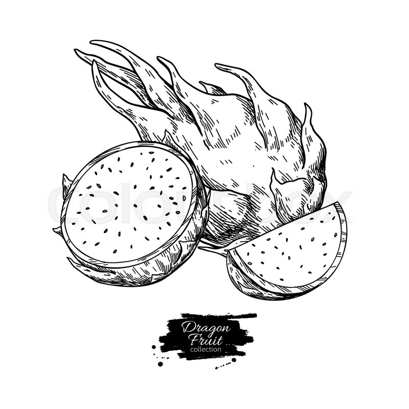Dragon Fruit Vector at Collection of Dragon Fruit