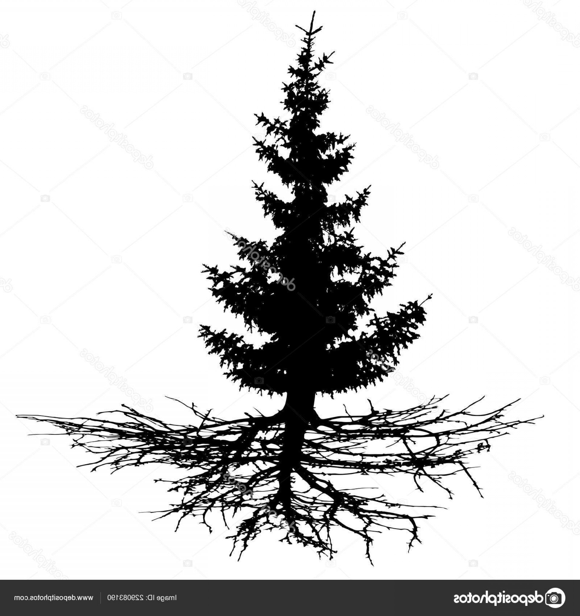 Evergreen Tree Vector at Collection of Evergreen Tree