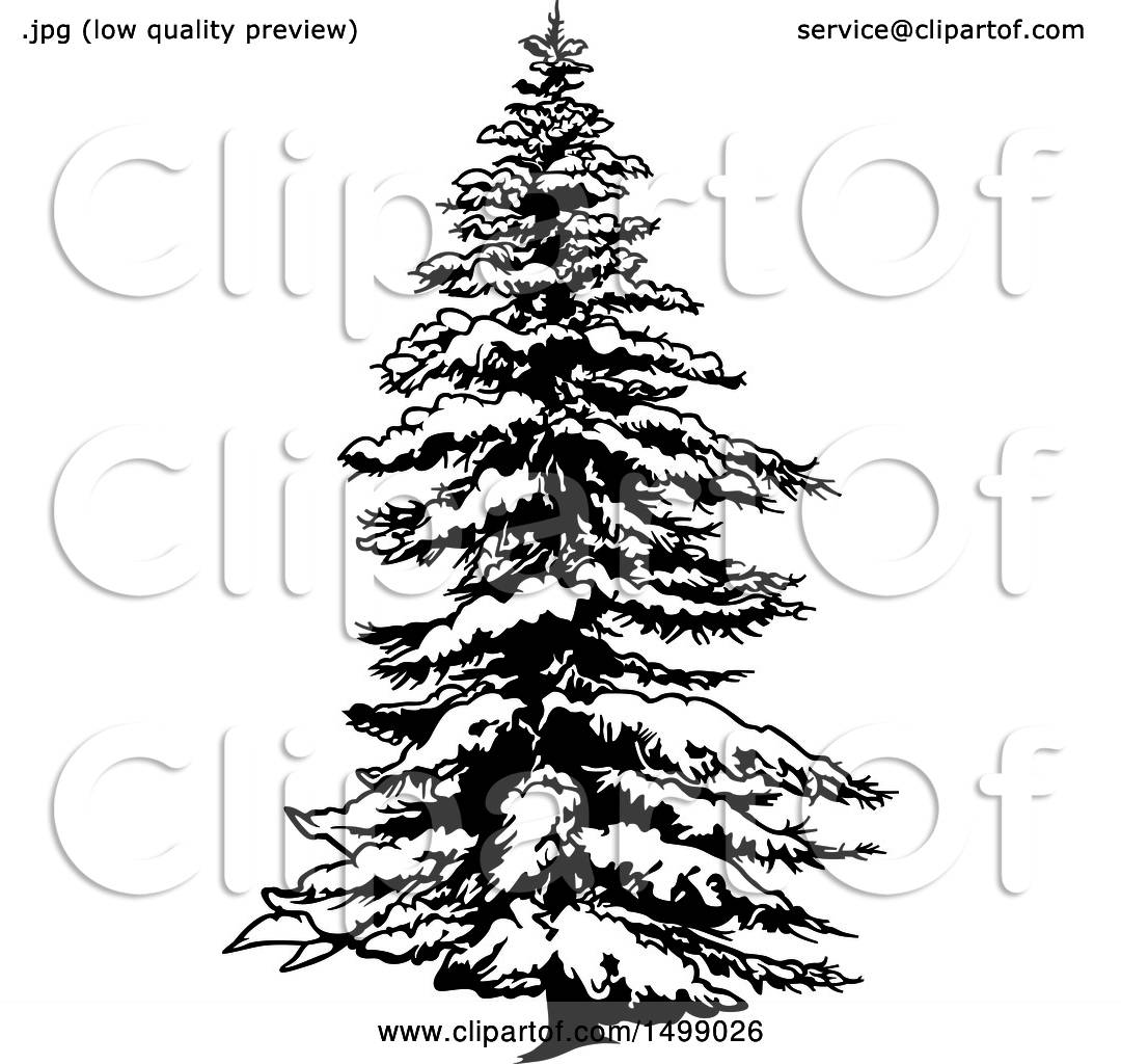 Evergreen Tree Vector at Collection of Evergreen Tree