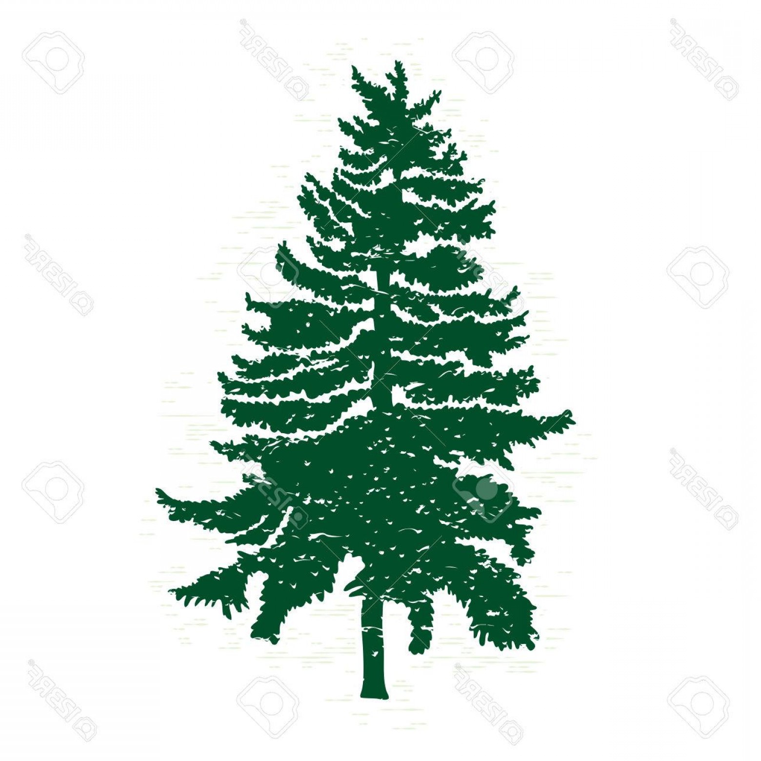 Evergreen Vector at Collection of Evergreen Vector