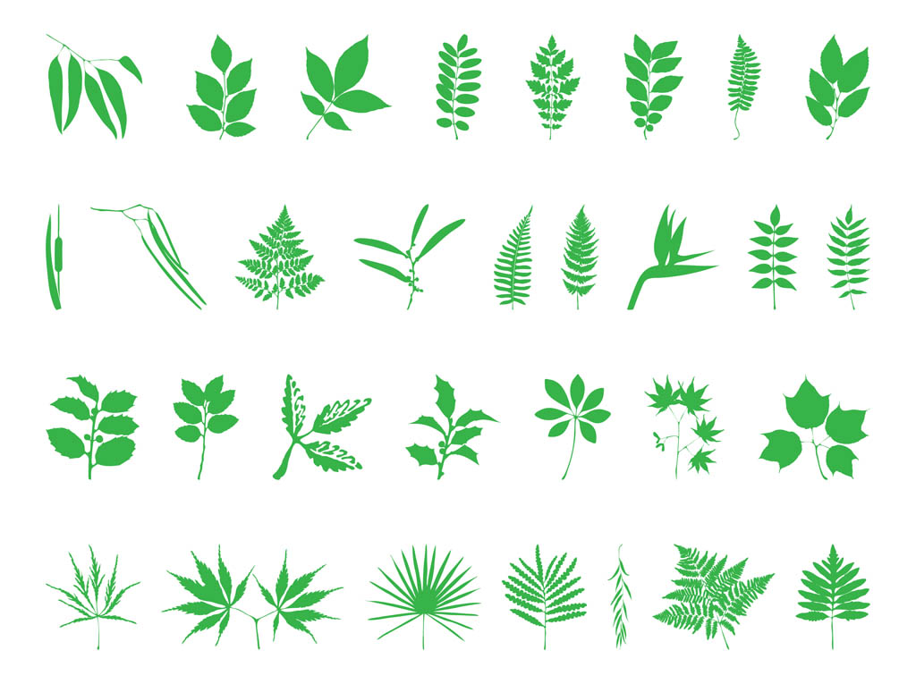 Fern Botanical Drawing at Explore collection of