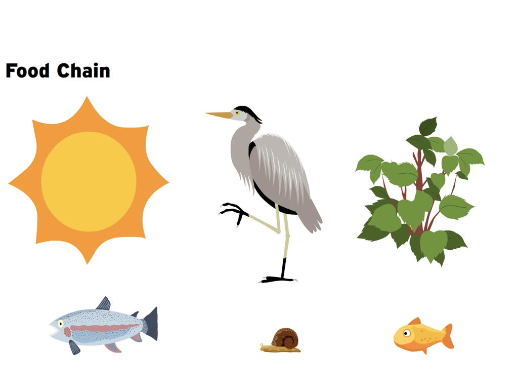 Food Chain Vector at Collection of Food Chain Vector