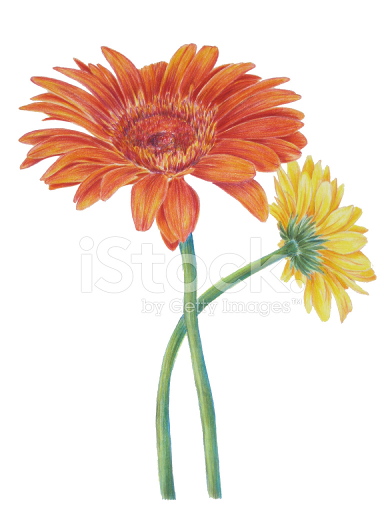 Gerber Daisy Vector at Collection of Gerber Daisy