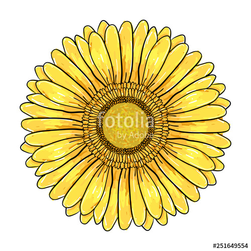 Gerber Daisy Vector at Collection of Gerber Daisy