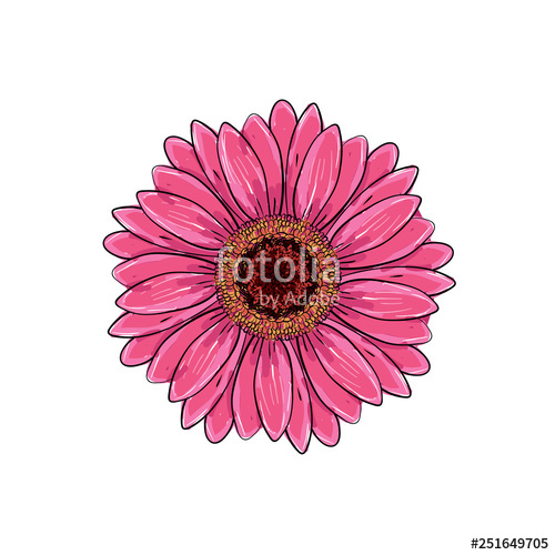 Gerber Daisy Vector at Collection of Gerber Daisy