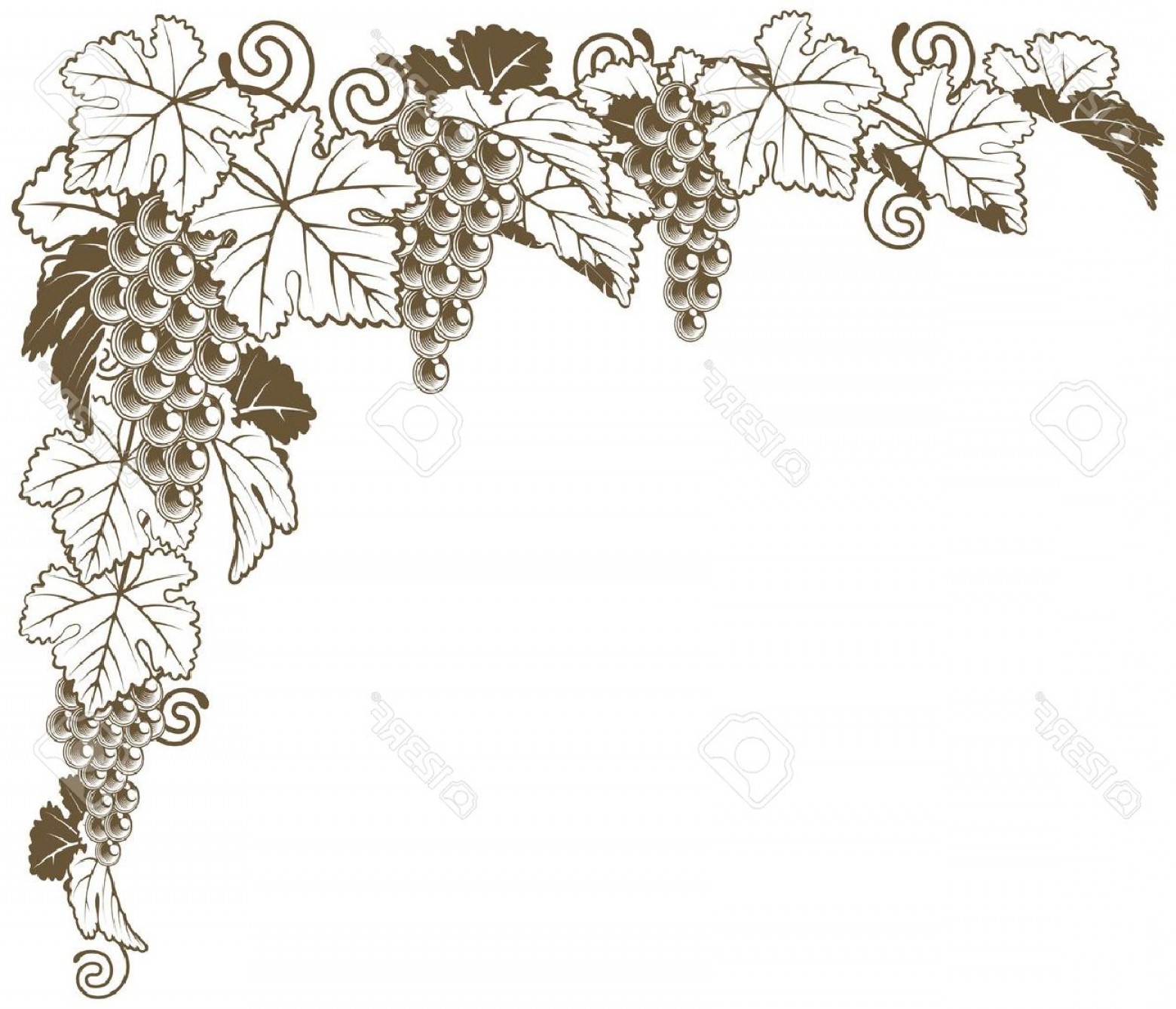 Grape Vine Border Vector at Collection of Grape Vine
