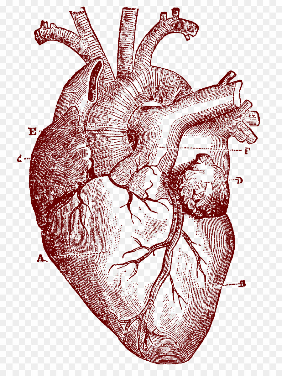 Anatomical Heart SVG Free