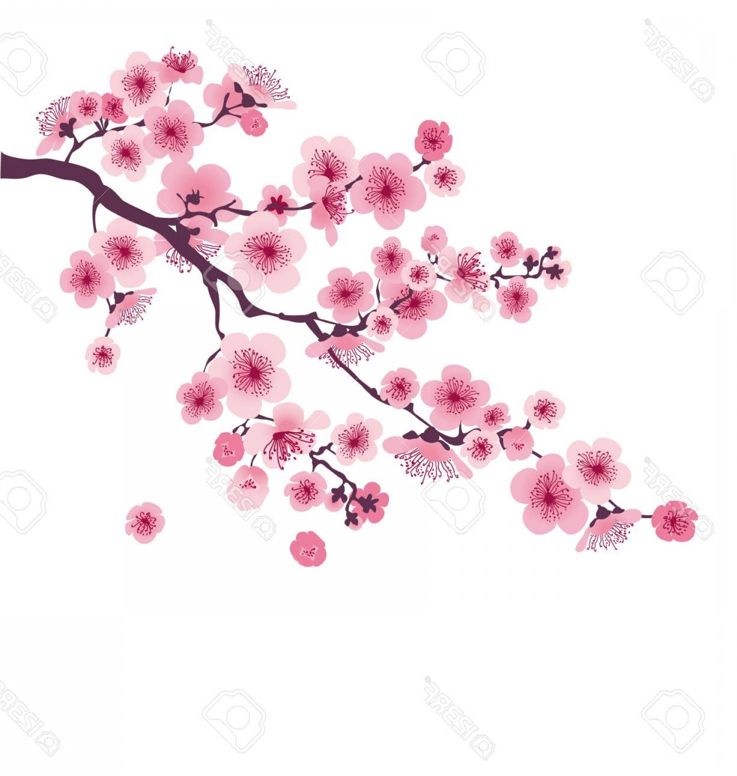 Japanese Cherry Blossom Vector at Collection of