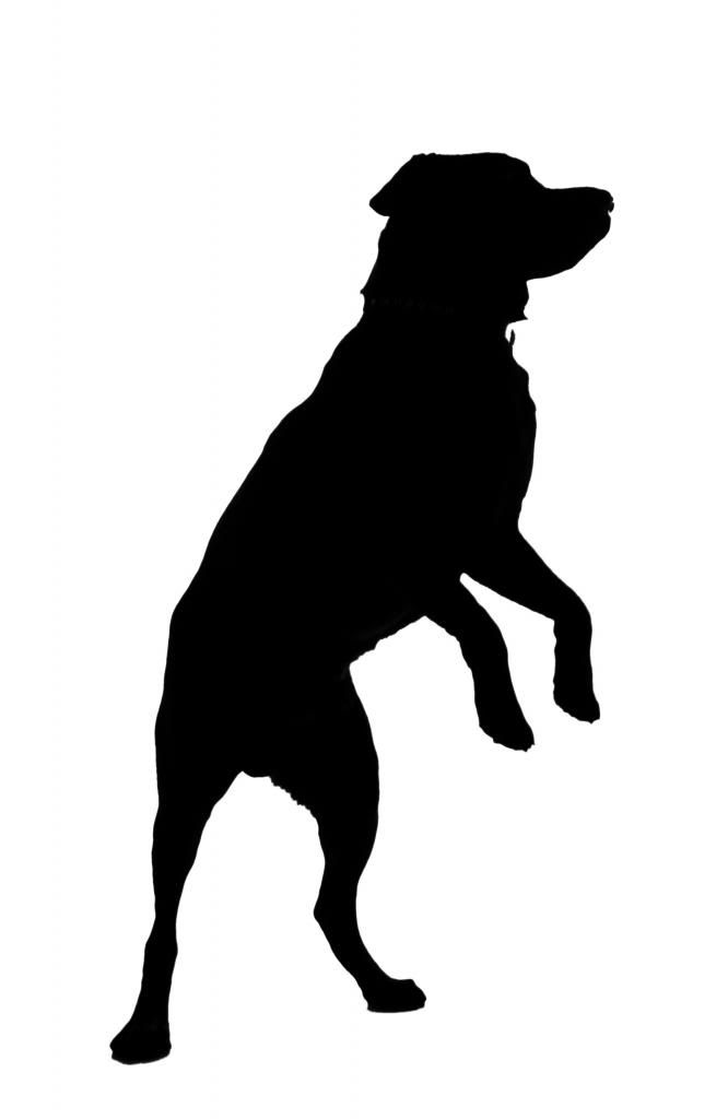 Jumping Dog Vector at Collection of Jumping Dog