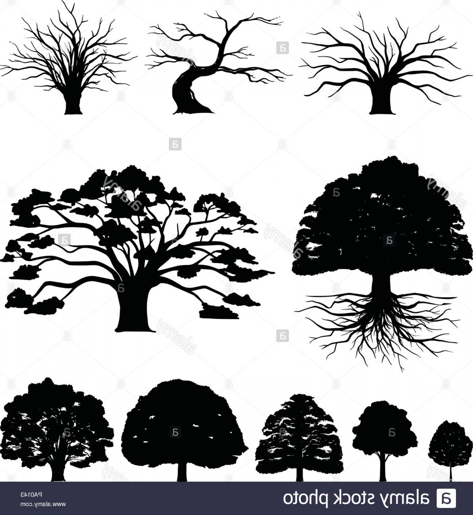 Live Oak Vector at Collection of Live Oak Vector free