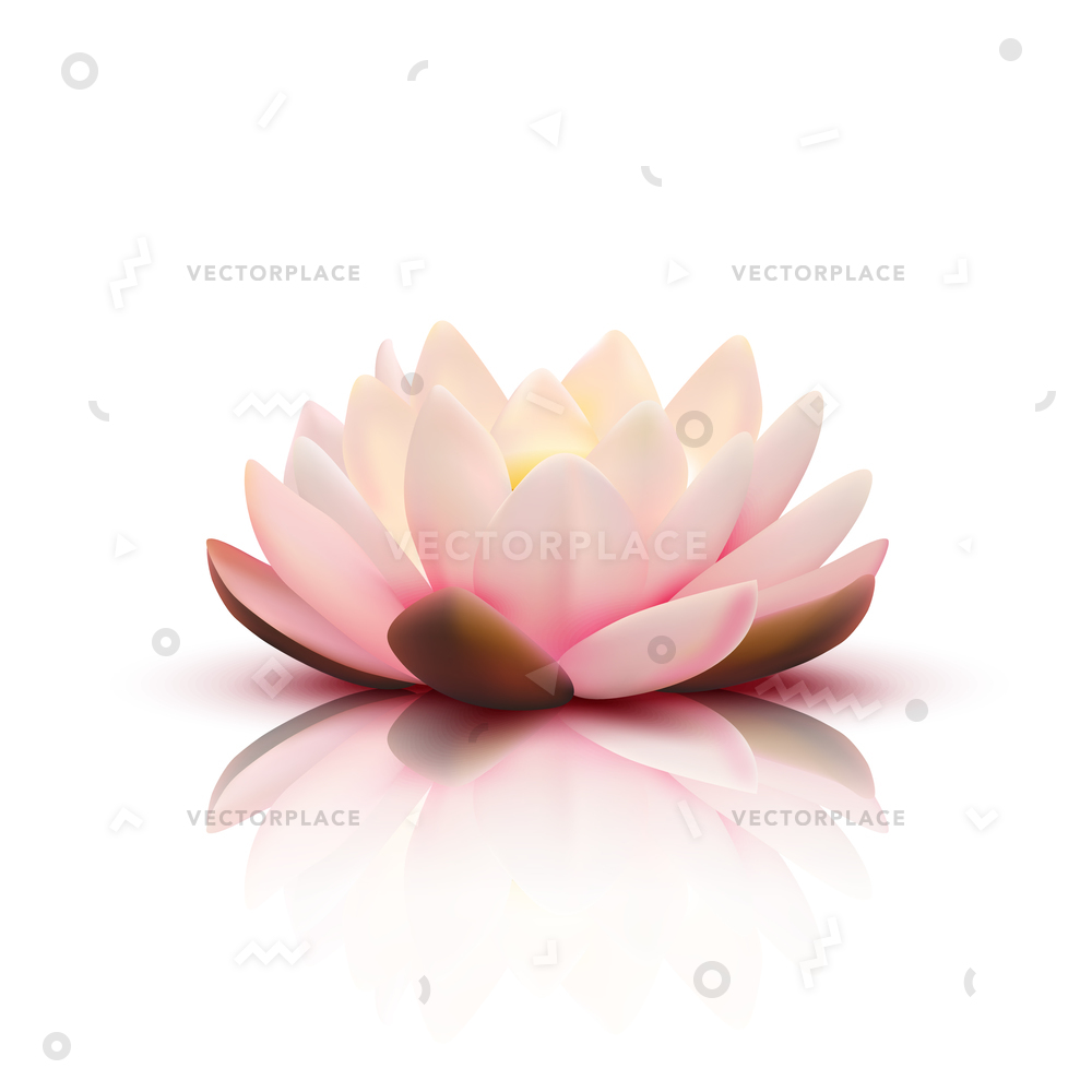 Lotus Petal Vector at Collection of Lotus Petal
