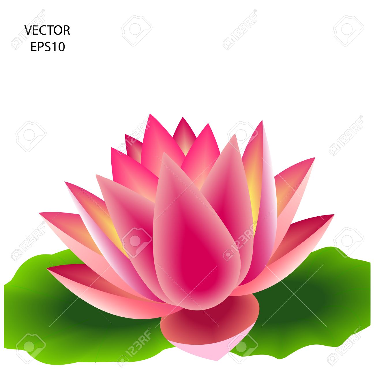 Lotus Petal Vector at Collection of Lotus Petal